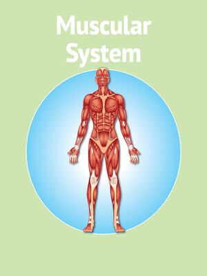 cover image of Human Body Muscular System